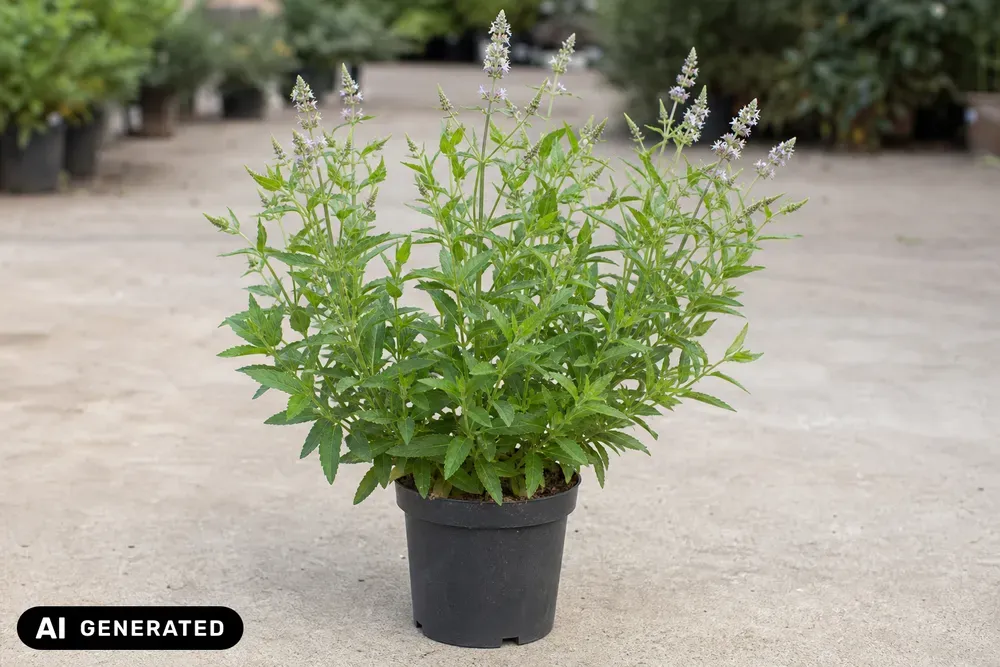 Marokkanische Minze 'Maroccan' – Mentha spicata 'Maroccan'