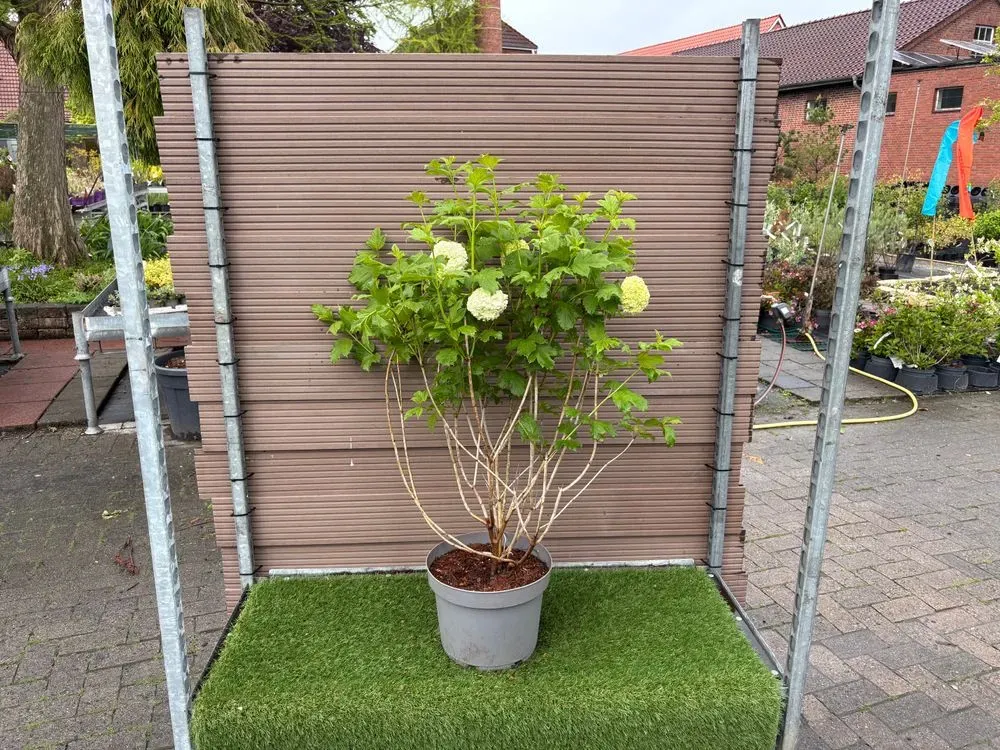 Gefüllter Schneeball – Viburnum opulus `Roseum´