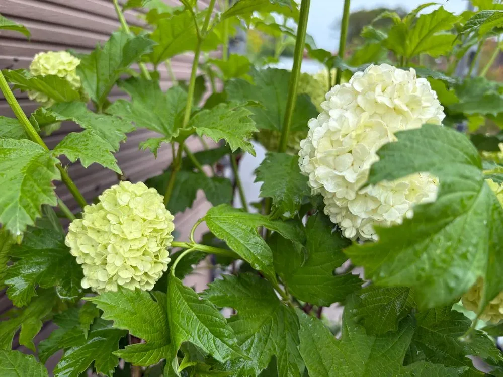 Gefüllter Schneeball – Viburnum opulus `Roseum´, Bild 2