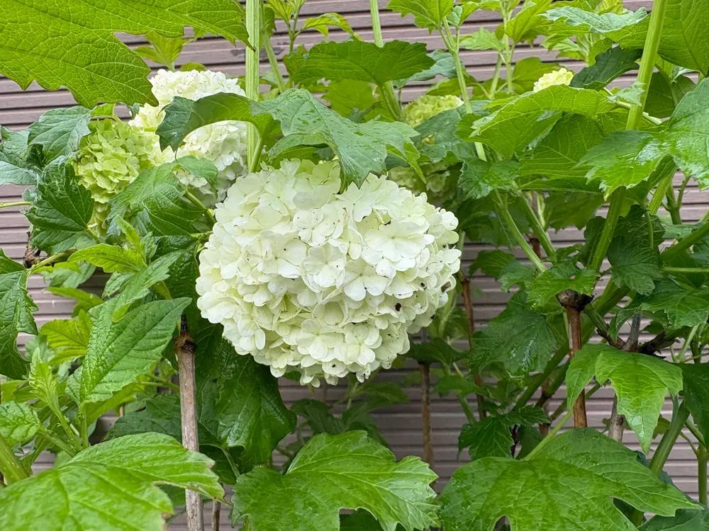 Gefüllter Schneeball – Viburnum opulus `Roseum´, Bild 3