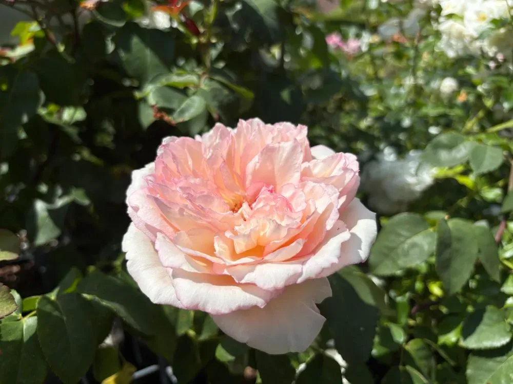 Edelrose `Souvenir de Baden Baden´ – Rosa `Souvenir de Baden Baden´, Bild 2
