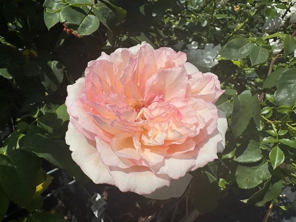 Edelrose `Souvenir de Baden Baden´ – Rosa `Souvenir de Baden Baden´