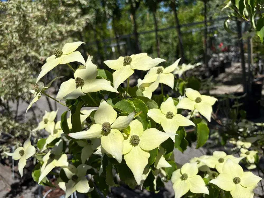 Japanischer Blumen-Hartriegel `Milky Way´ – Cornus kousa `Milky Way´