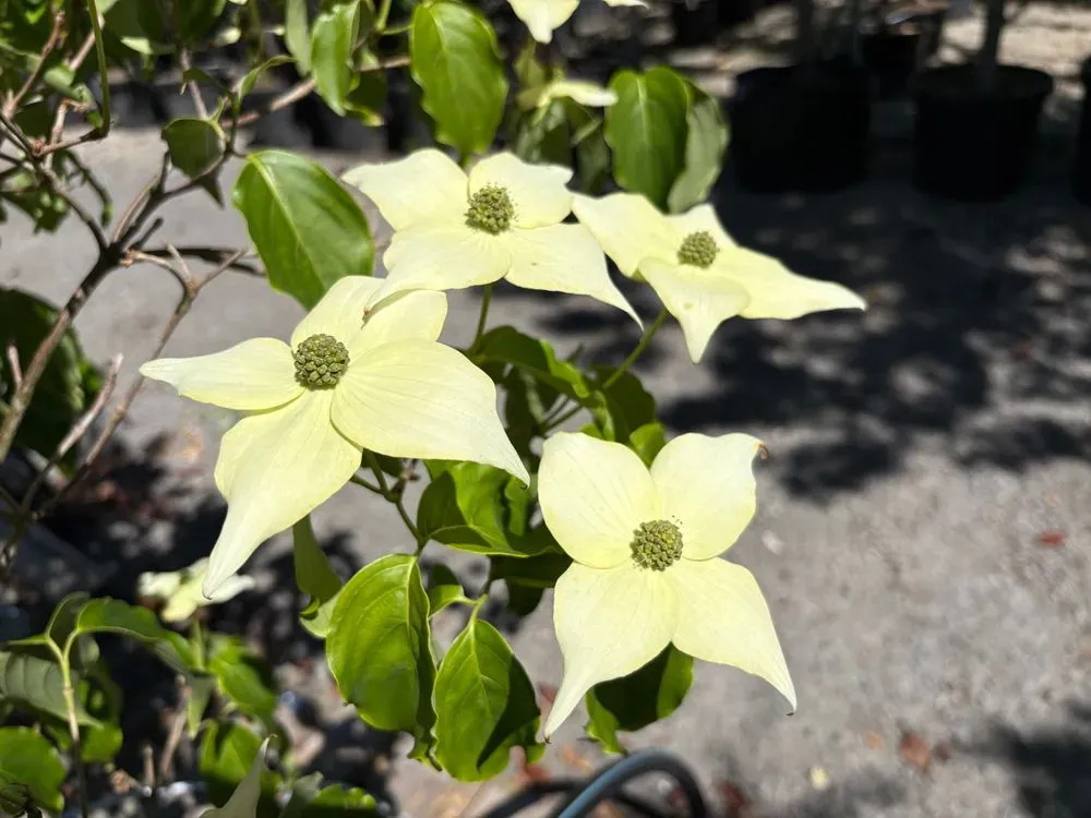 Japanischer Blumen-Hartriegel `Milky Way´ – Cornus kousa `Milky Way´, Bild 2
