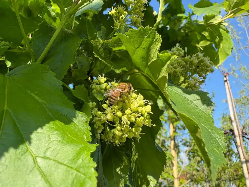 Feuer-Ahorn – Acer ginnala, Bild 3