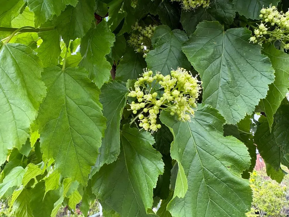 Feuer-Ahorn – Acer ginnala, Bild 4