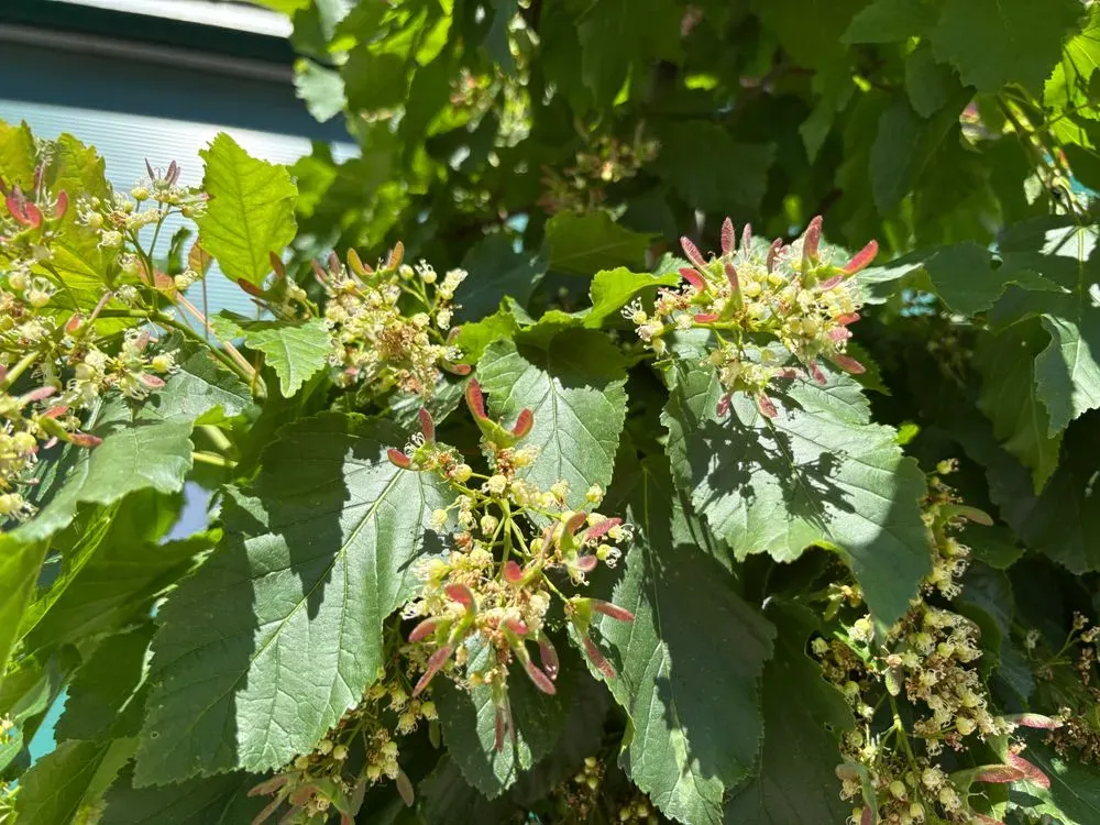 Feuer-Ahorn – Acer ginnala, Bild 2