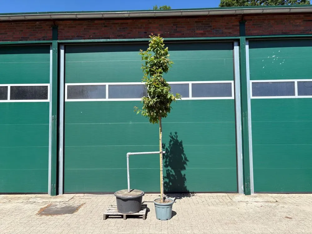 Feuer-Ahorn – Acer ginnala