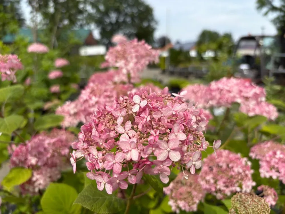Schneeballhortensie `Pink Annabelle´ – Hydrangea arborescens `Pink Annabelle´