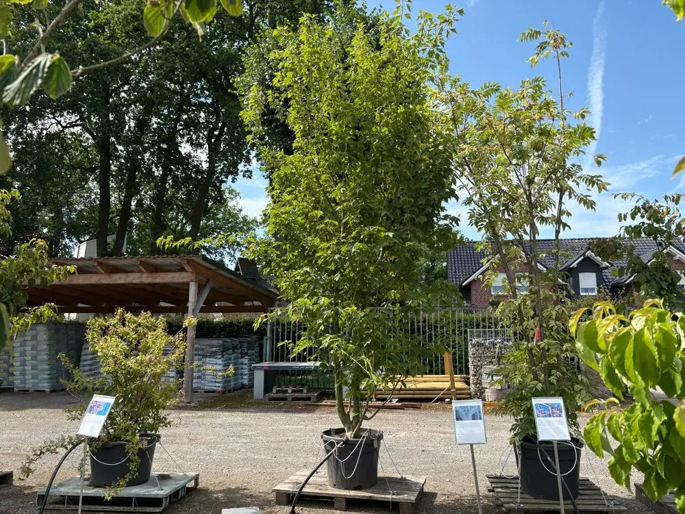 Rotnervige Schlangenhaut-Ahorn Solitär – Acer rufinerve Solitär