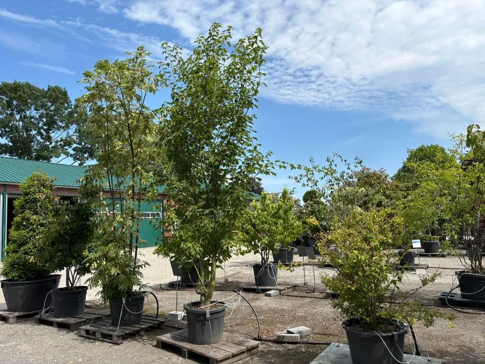 Rotnervige Schlangenhaut-Ahorn Solitär – Acer rufinerve Solitär, Bild 3