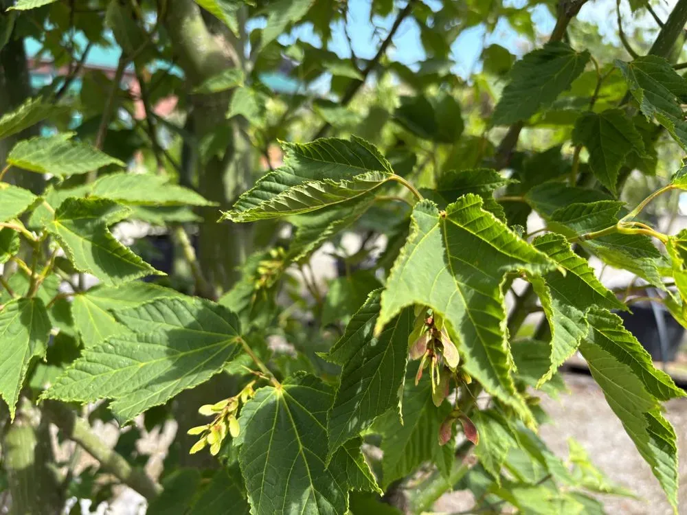 Rotnervige Schlangenhaut-Ahorn Solitär – Acer rufinerve Solitär, Bild 4