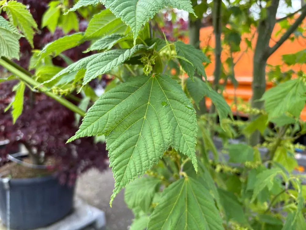 Rotnervige Schlangenhaut-Ahorn Solitär – Acer rufinerve Solitär, Bild 2