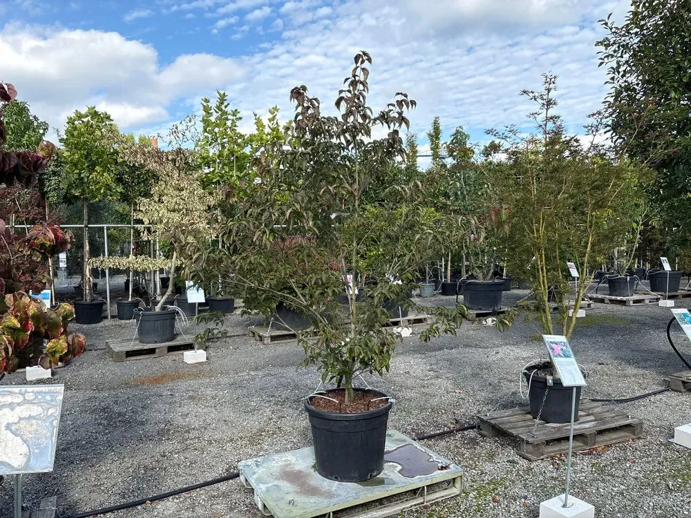 Japanischer Blumen-Hartriegel `Scarlet Fire´ – Cornus kousa `Scarlet Fire´, Bild 2