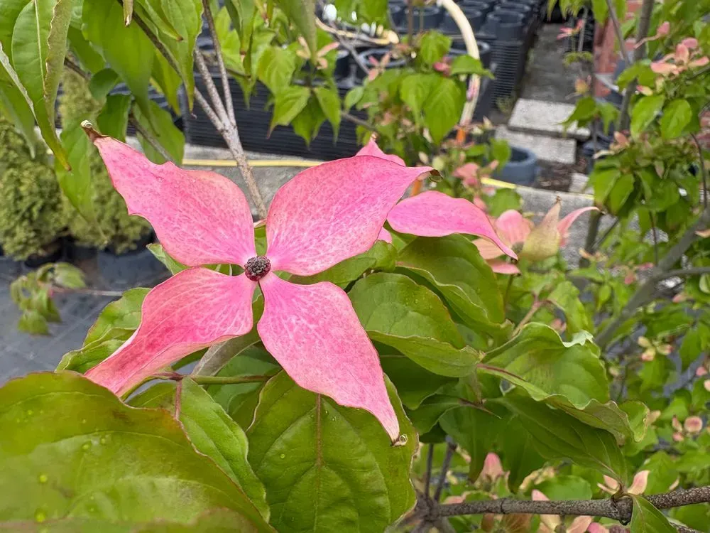 Japanischer Blumen-Hartriegel `Scarlet Fire´ – Cornus kousa `Scarlet Fire´