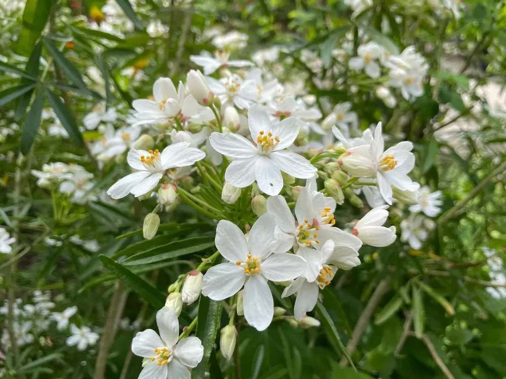 Orangenblume 'Aztec Pearl' – Choisya ternata 'Aztec Pearl', Bild 2
