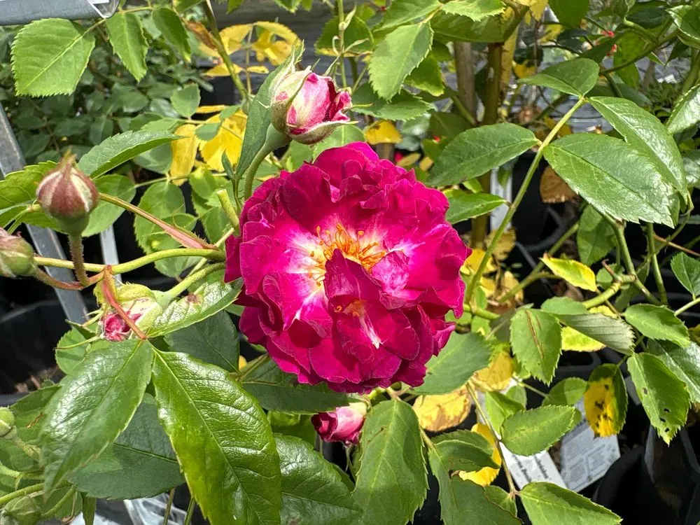 Kletterrose `Rosengarten Zweibrücken´ – Rosa `Rosengarten Zweibrücken´