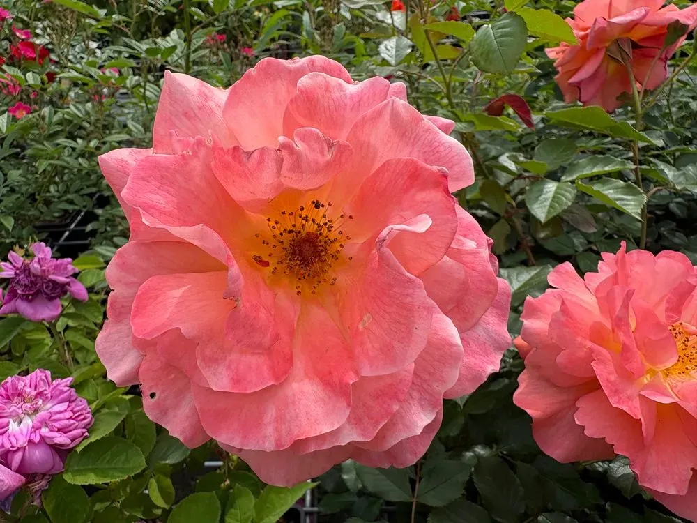 Strauchrose `Westerland´ – Rosa `Westerland´, Bild 2