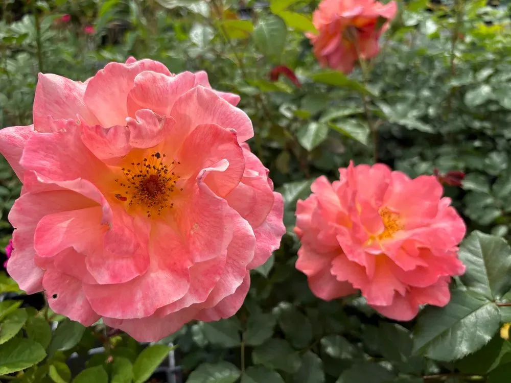 Strauchrose `Westerland´ – Rosa `Westerland´
