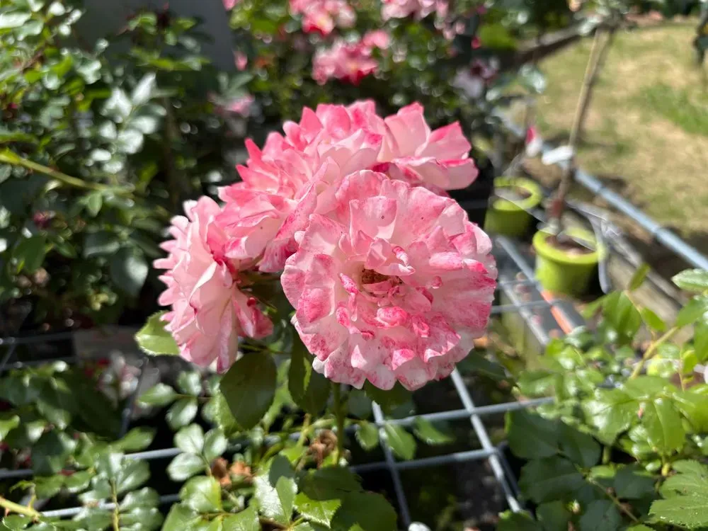 Strauchrose `Rosenstadt Freising´ – Rosa `Rosenstadt Freising´, Bild 2