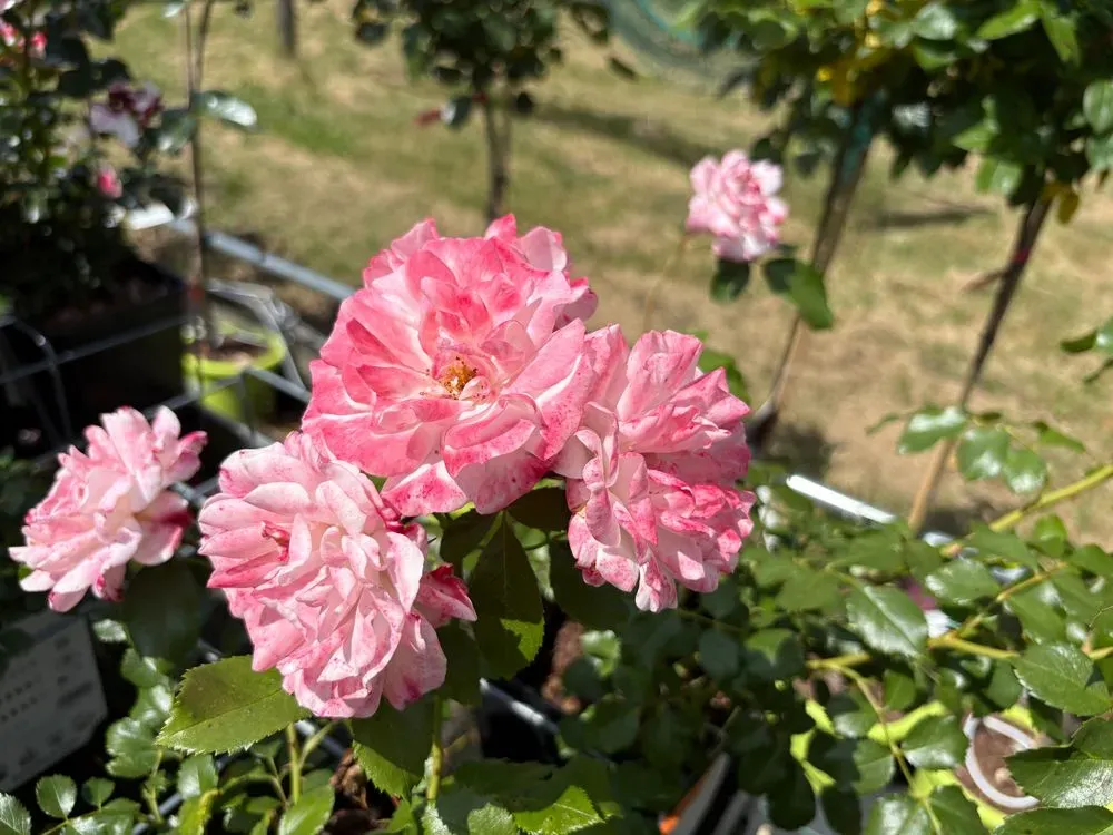 Strauchrose `Rosenstadt Freising´ – Rosa `Rosenstadt Freising´