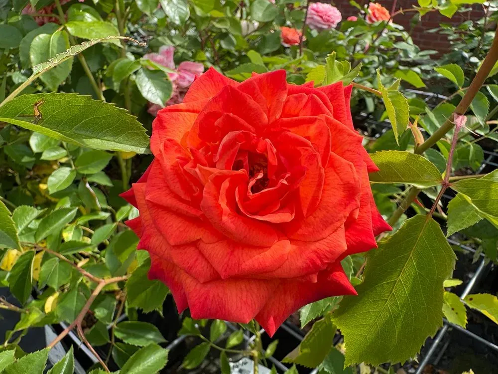 Edelrose `Feurio´ – Rosa `Feurio´