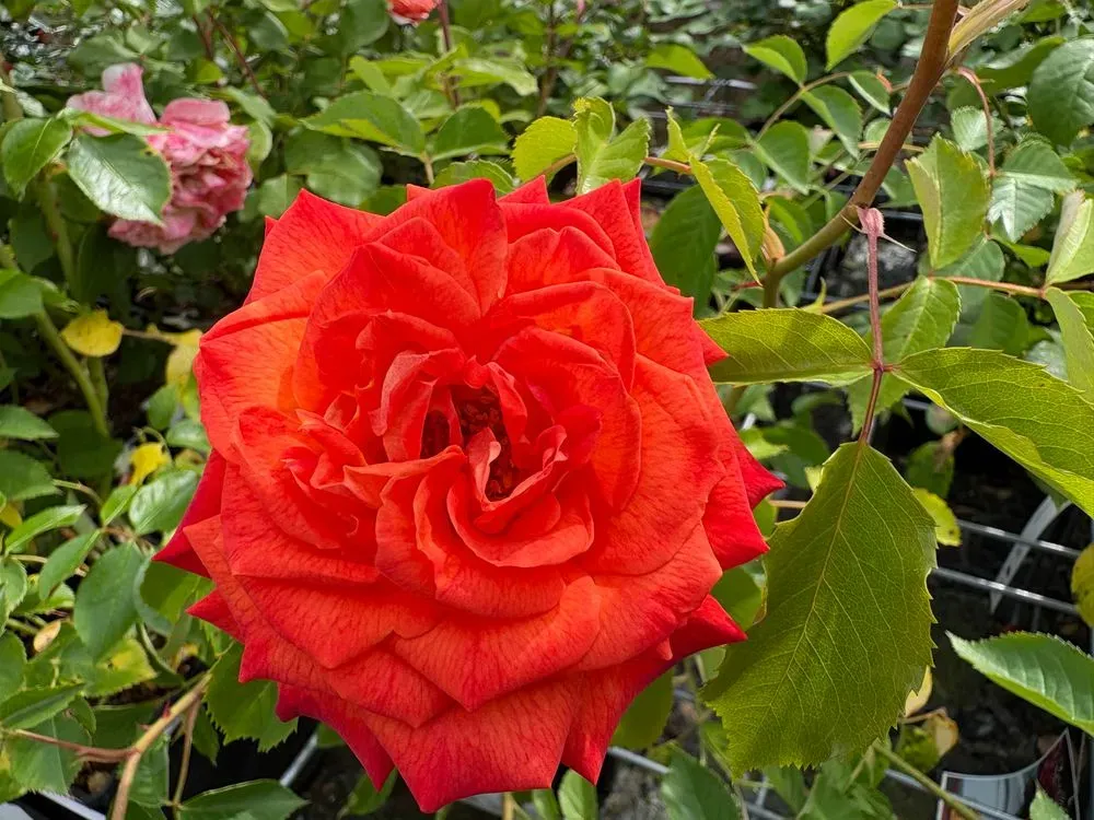 Edelrose `Feurio´ – Rosa `Feurio´, Bild 2