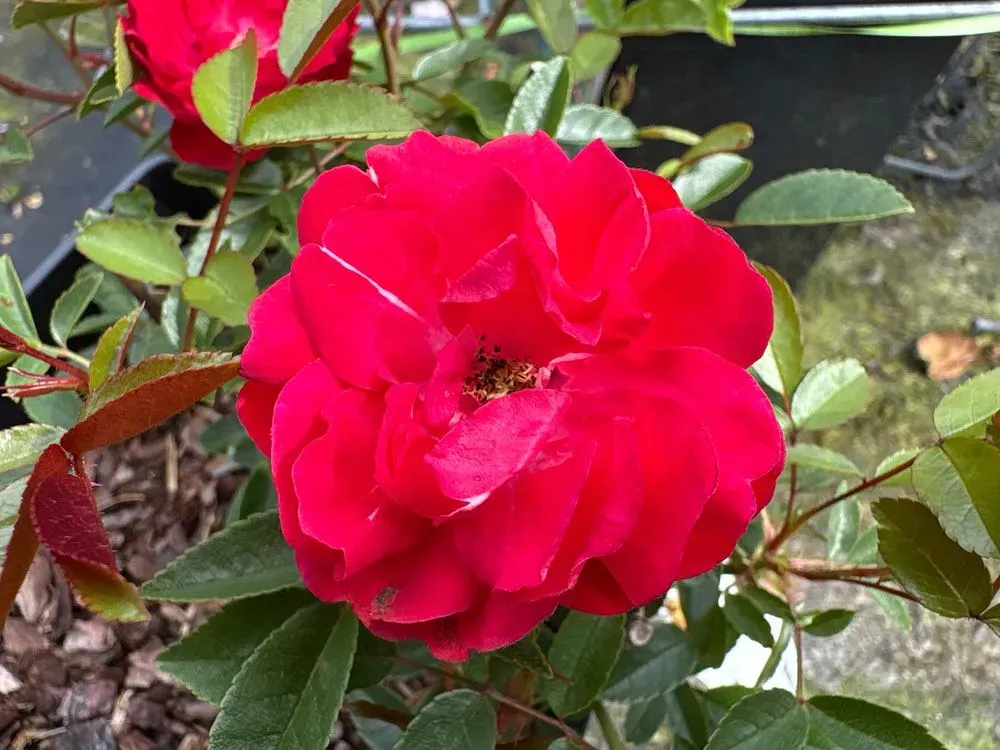 Beetrose `Muttertag´ – Rosa `Muttertag´