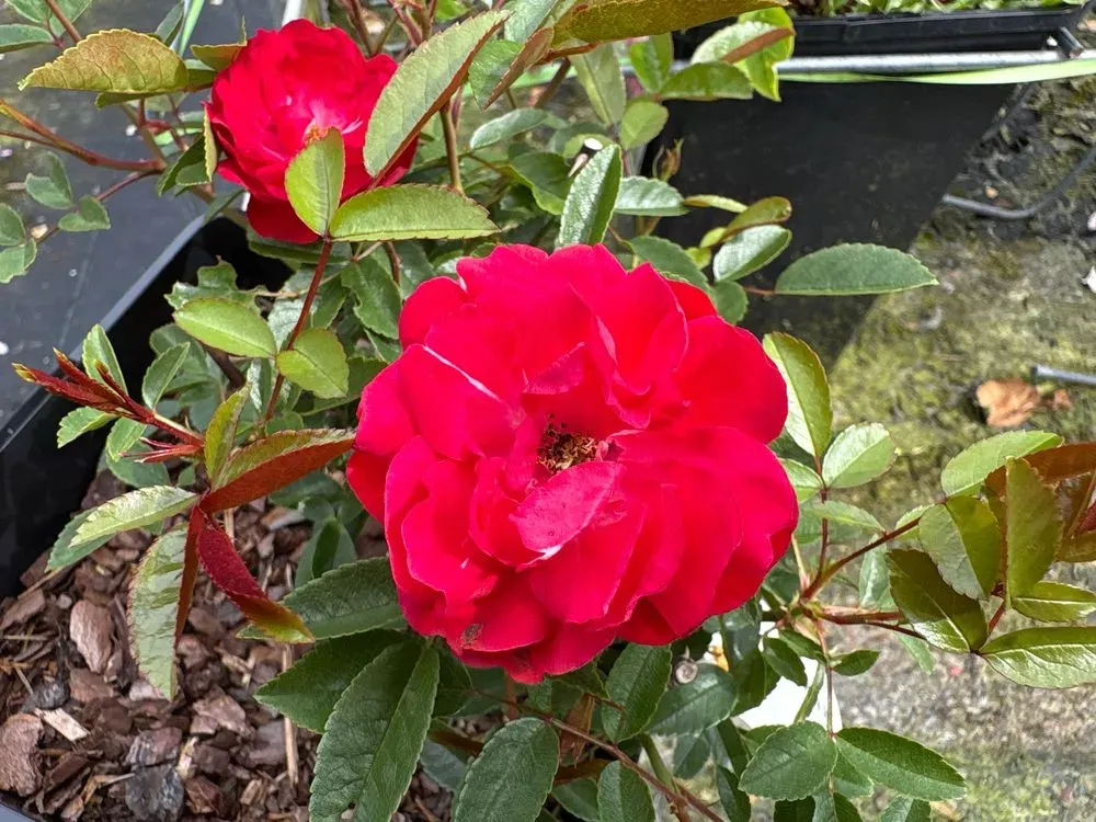 Beetrose `Muttertag´ – Rosa `Muttertag´, Bild 2