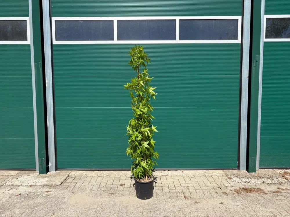 Säulen-Amberbaum 'Slender Silhouette' – Liquidambar styraciflua 'Slender Silhouette', Bild 6