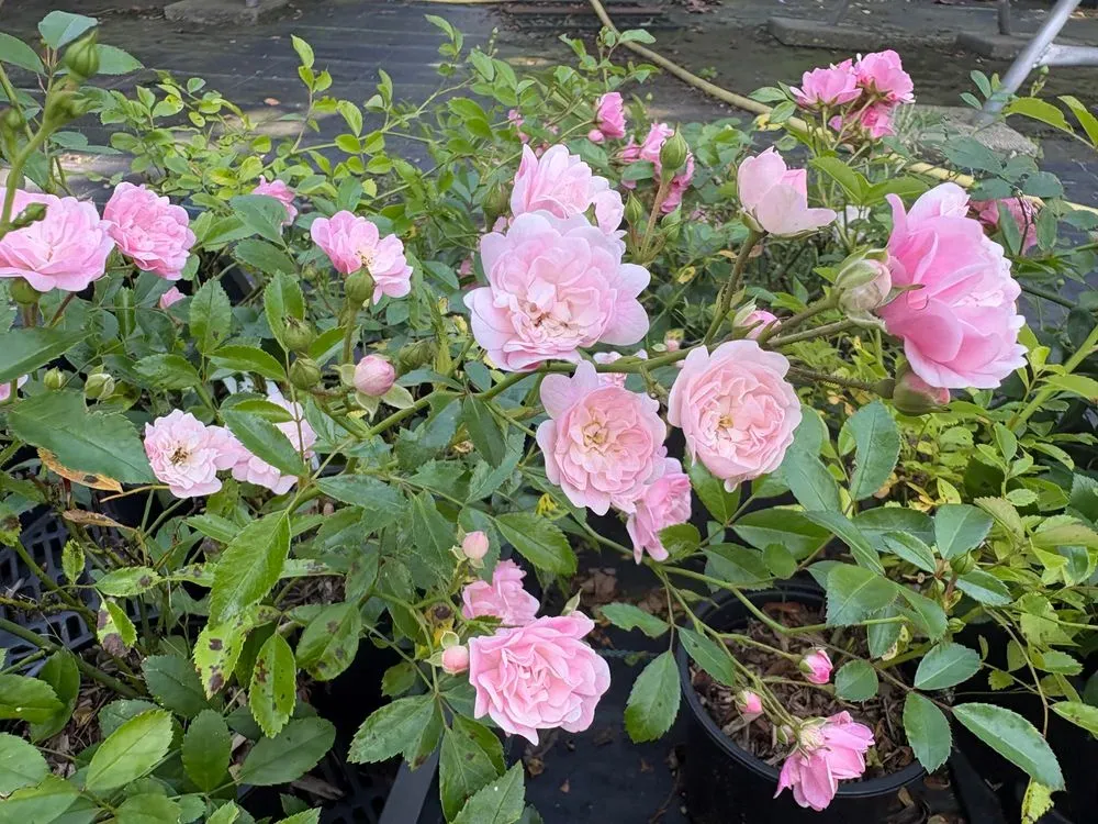 Bodendeckerrose 'The Fairy' als Stämmchen – Rosa 'The Fairy', Bild 3