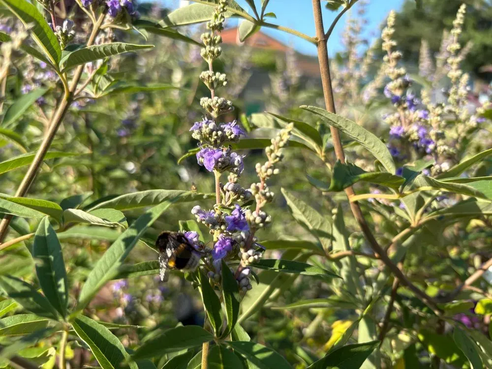 Mönchspfeffer – Vitex agnus-castus