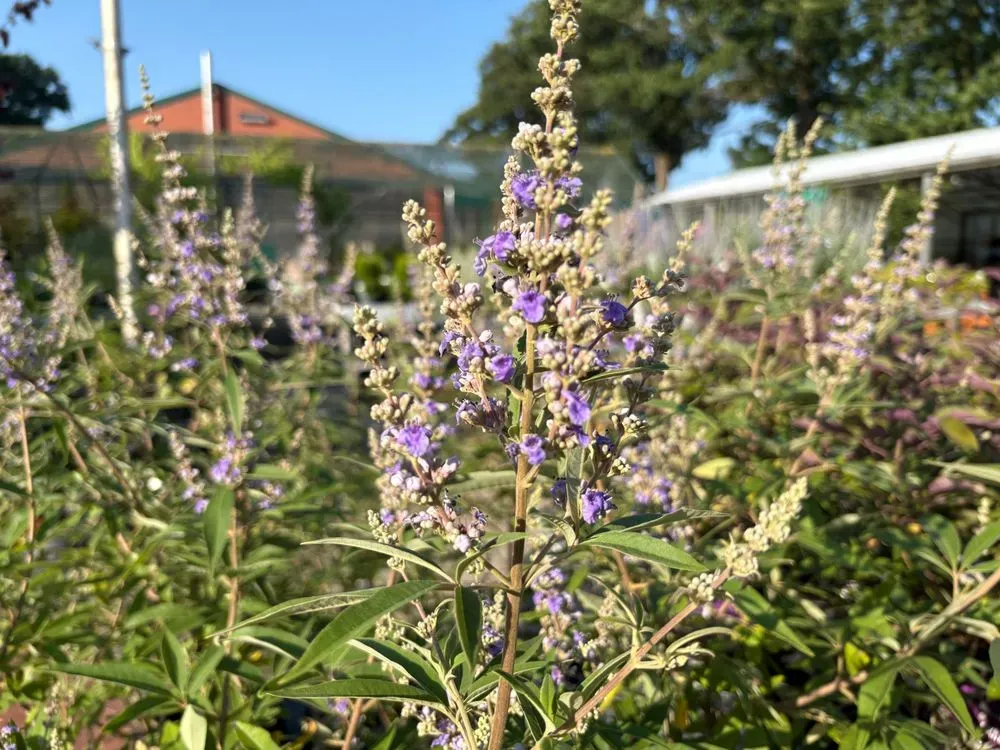 Mönchspfeffer – Vitex agnus-castus, Bild 2
