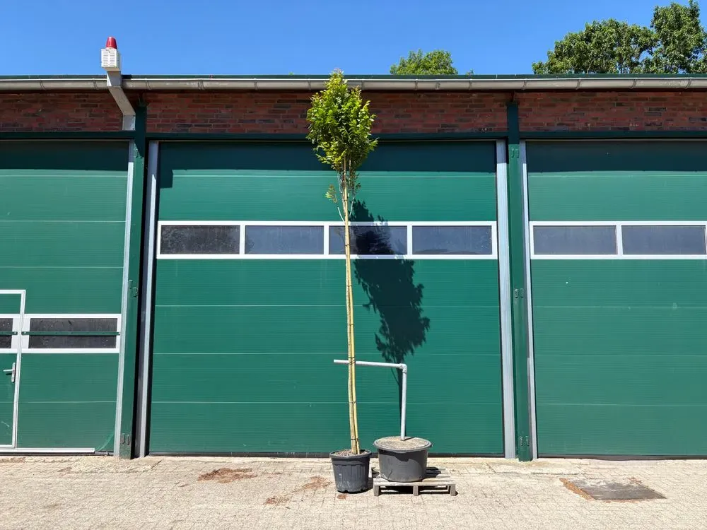 Säulen-Blasenbaum `Fastigiata´ – Koelreutia paniculata `Fastigiata´