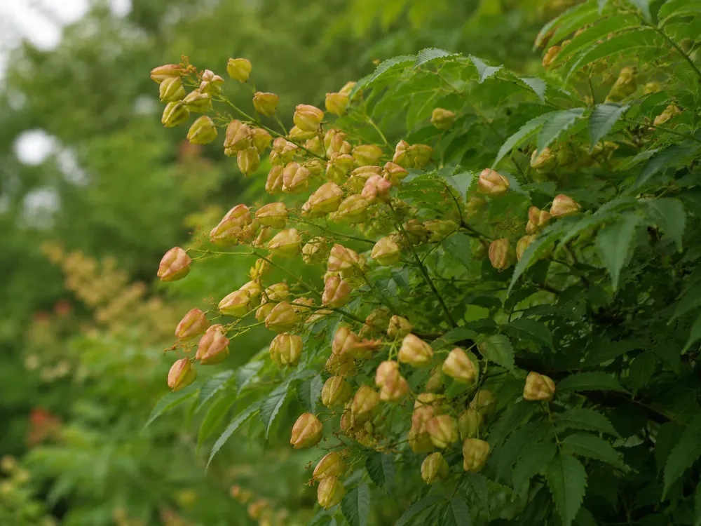 Säulen-Blasenbaum `Fastigiata´ – Koelreutia paniculata `Fastigiata´, Bild 3