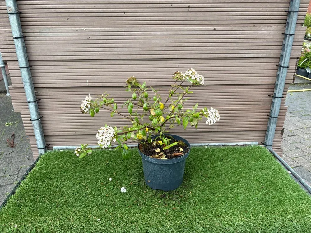 Oster-Schneeball `Conoy´ – Viburnum burkwoodii `Conoy´, Bild 2