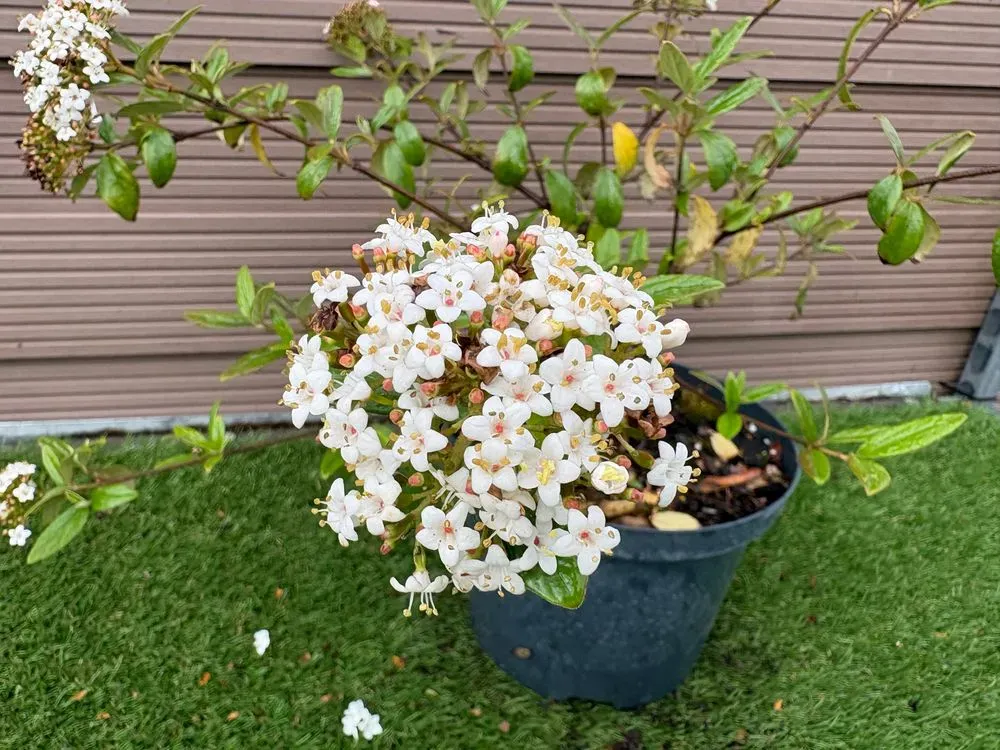 Oster-Schneeball `Conoy´ – Viburnum burkwoodii `Conoy´