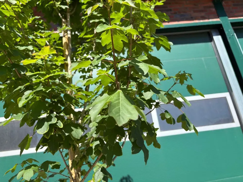 Feldahorn – Acer campestre, Bild 4