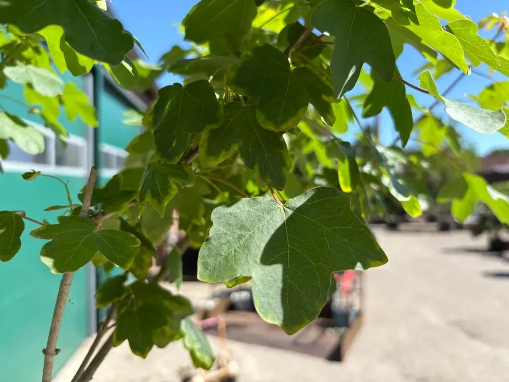 Feldahorn – Acer campestre, Bild 5