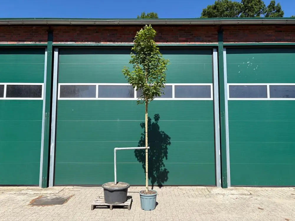 Feldahorn – Acer campestre, Bild 3