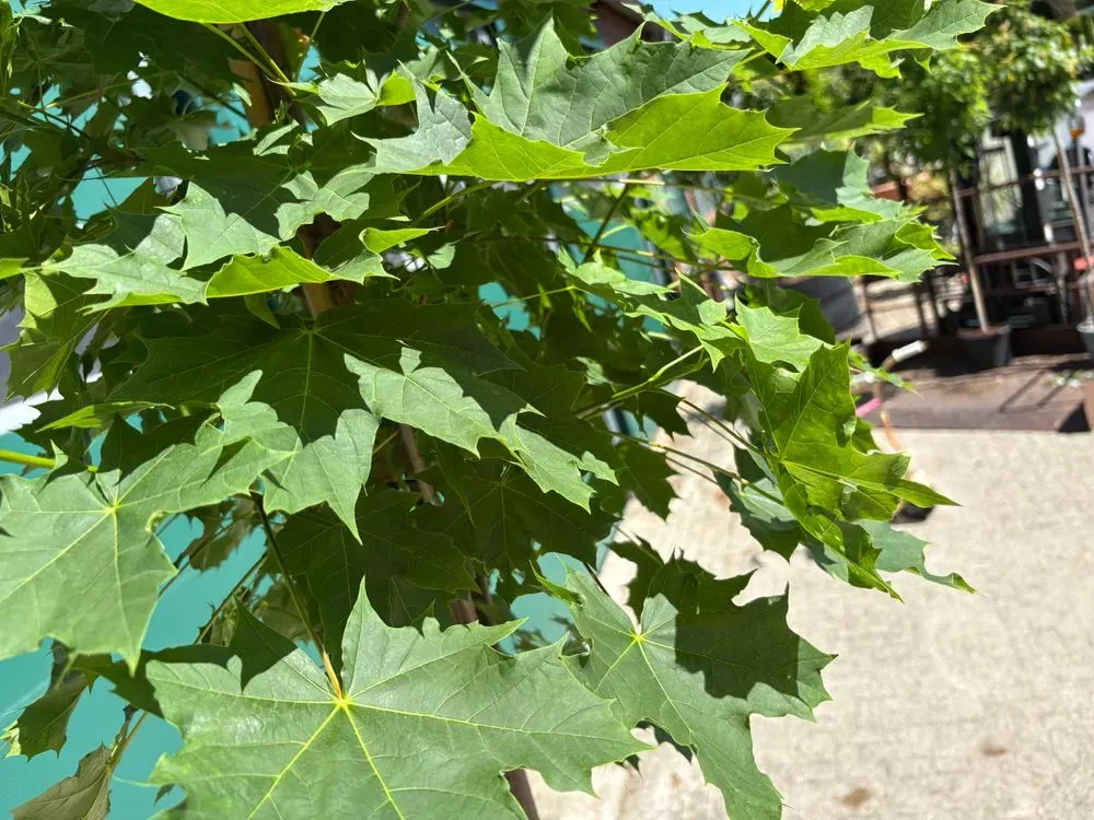 Spitzahorn `Cleveland´ – Acer platanoides `Cleveland´, Bild 2