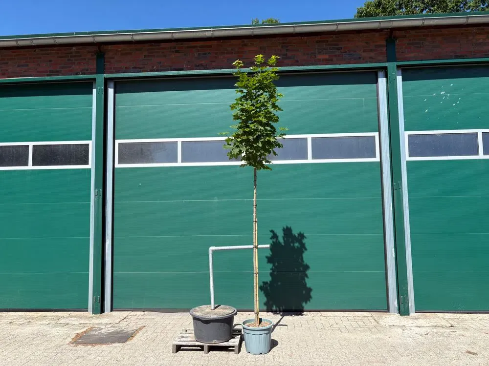 Spitzahorn `Cleveland´ – Acer platanoides `Cleveland´