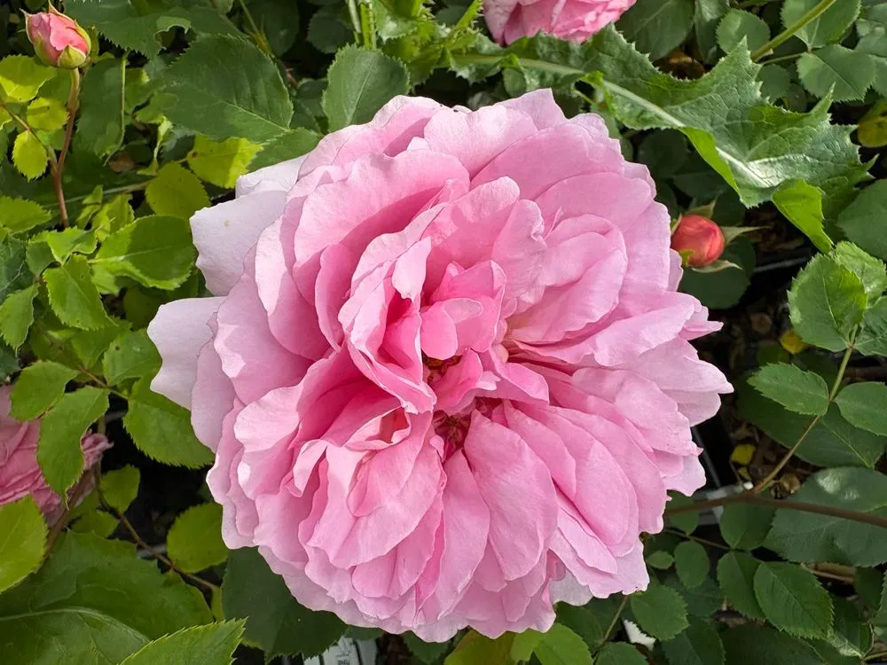 Englische Rose `Princess Alexandra of Kent´ – Rosa `Princess Alexandra of Kent´