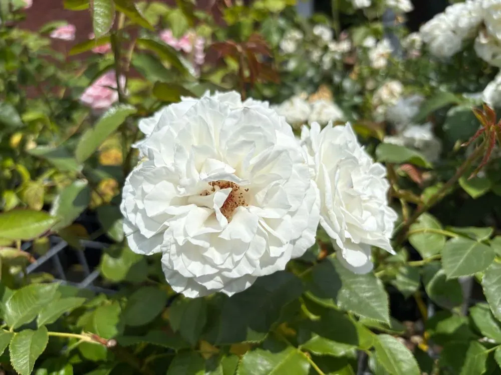Edelrose `Annapurna´ – Rosa `Annapurna´