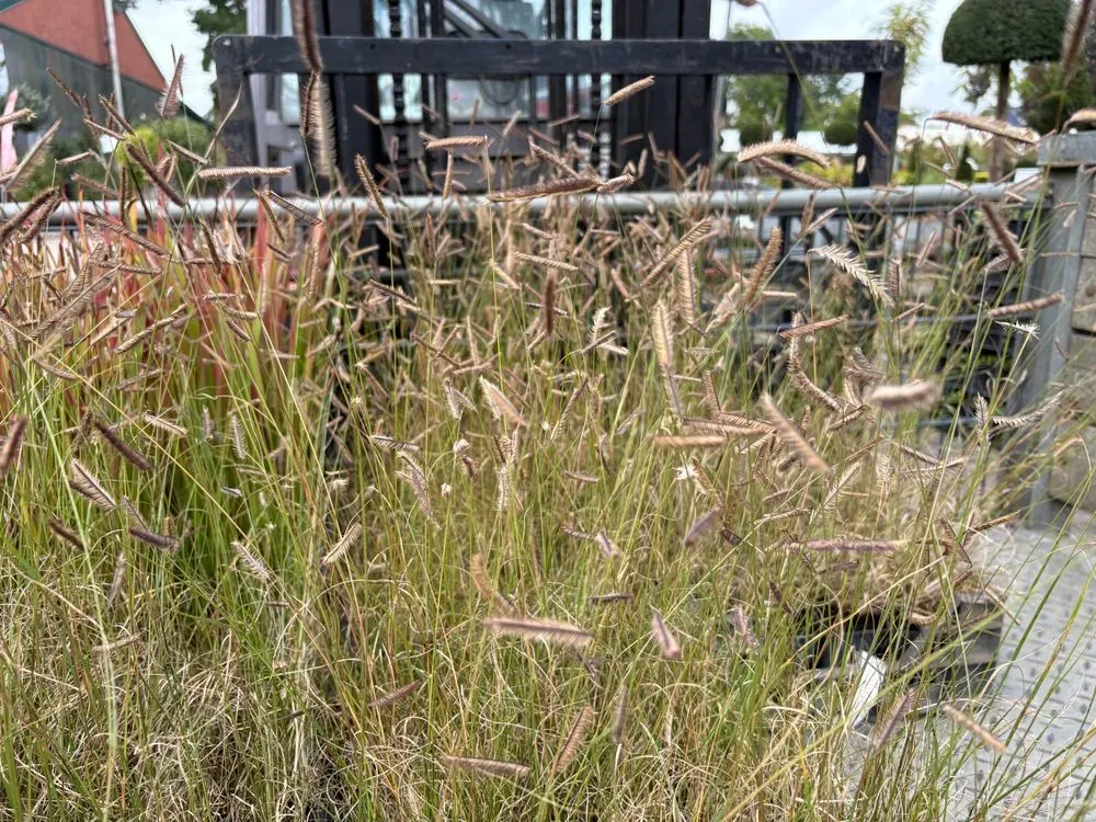 Moskitogras – Bouteloua gracilis