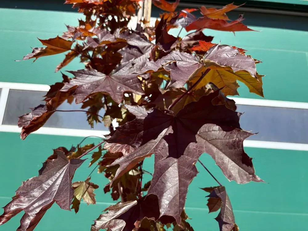 Blut-Ahorn `Royal Red´ – Acer platanoides `Royal Red´