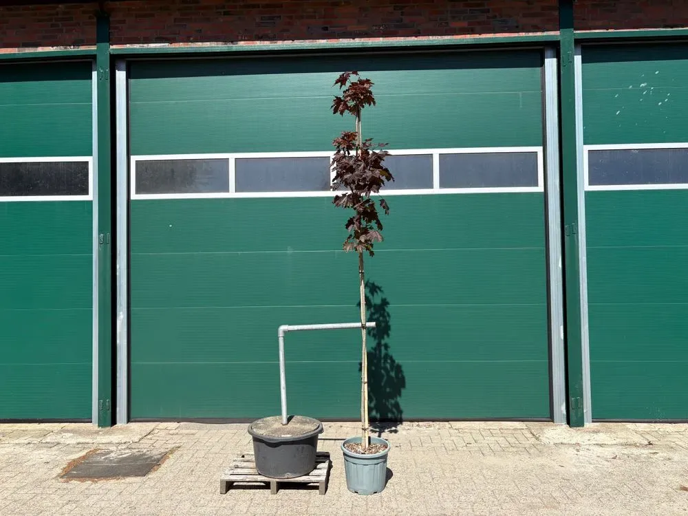 Blut-Ahorn `Royal Red´ – Acer platanoides `Royal Red´, Bild 2