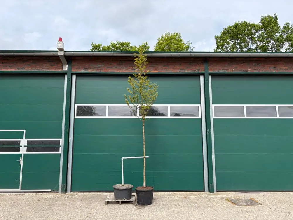 Urweltmammutbaum `Amber Glow´ – Metasequoia glyptostroboides `Amber Glow´
