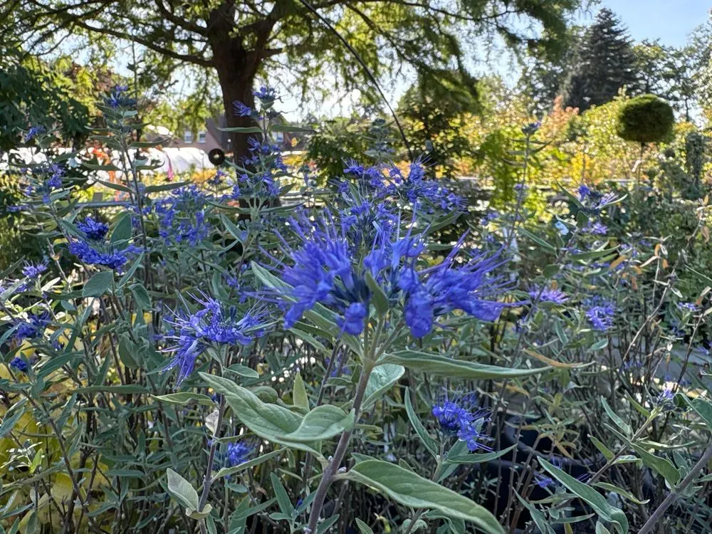 Clandon-Bartblume 'Kew Blue' – Caryopteris × clandonensis 'Kew Blue', Bild 2