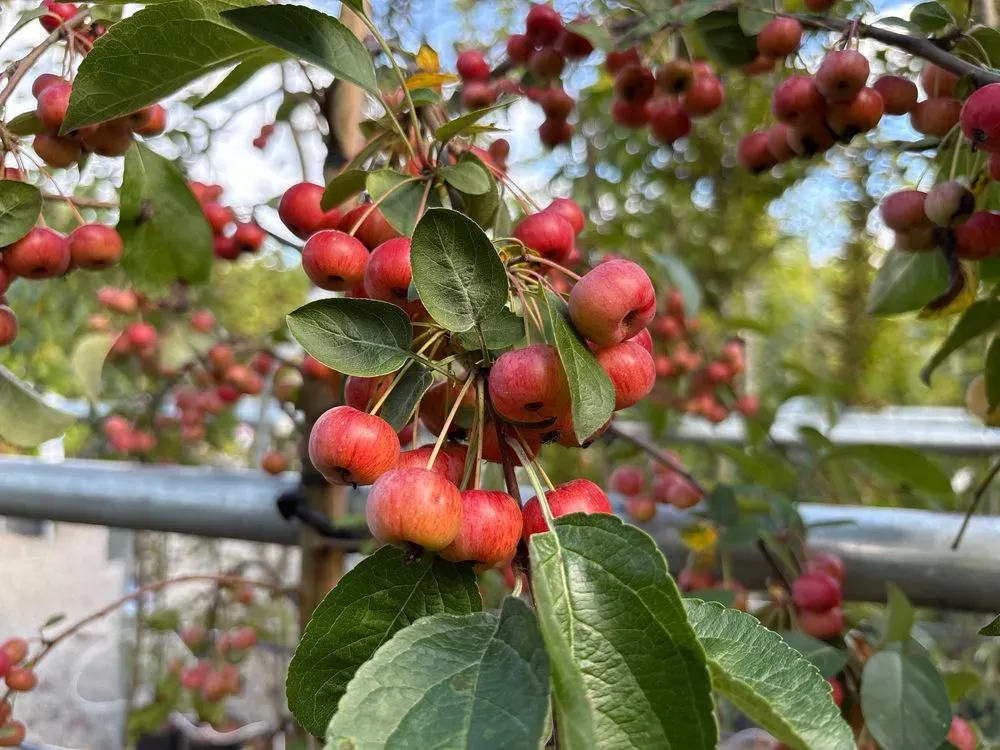 Zierapfel 'Evereste' – Malus 'Evereste', Bild 4